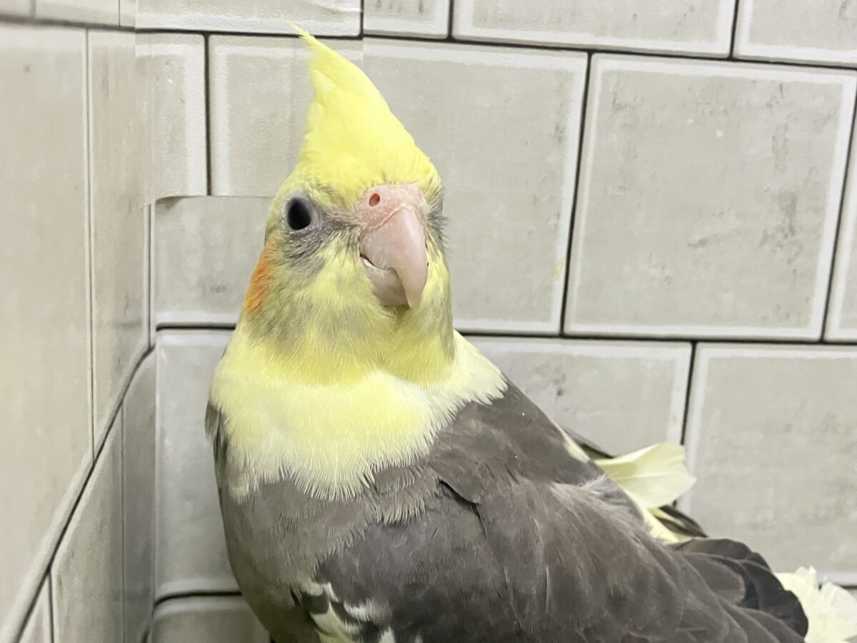 オカメインコ