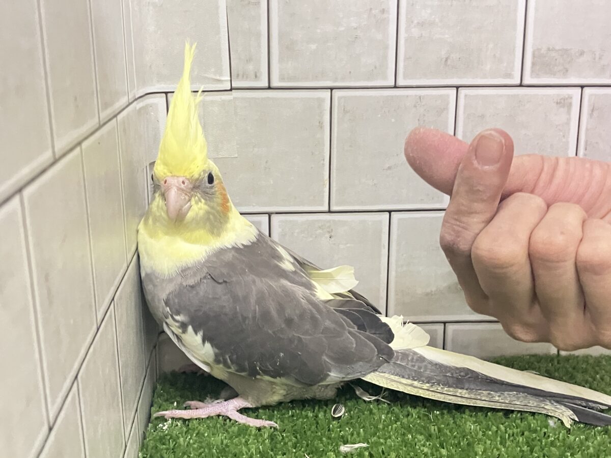オカメインコ