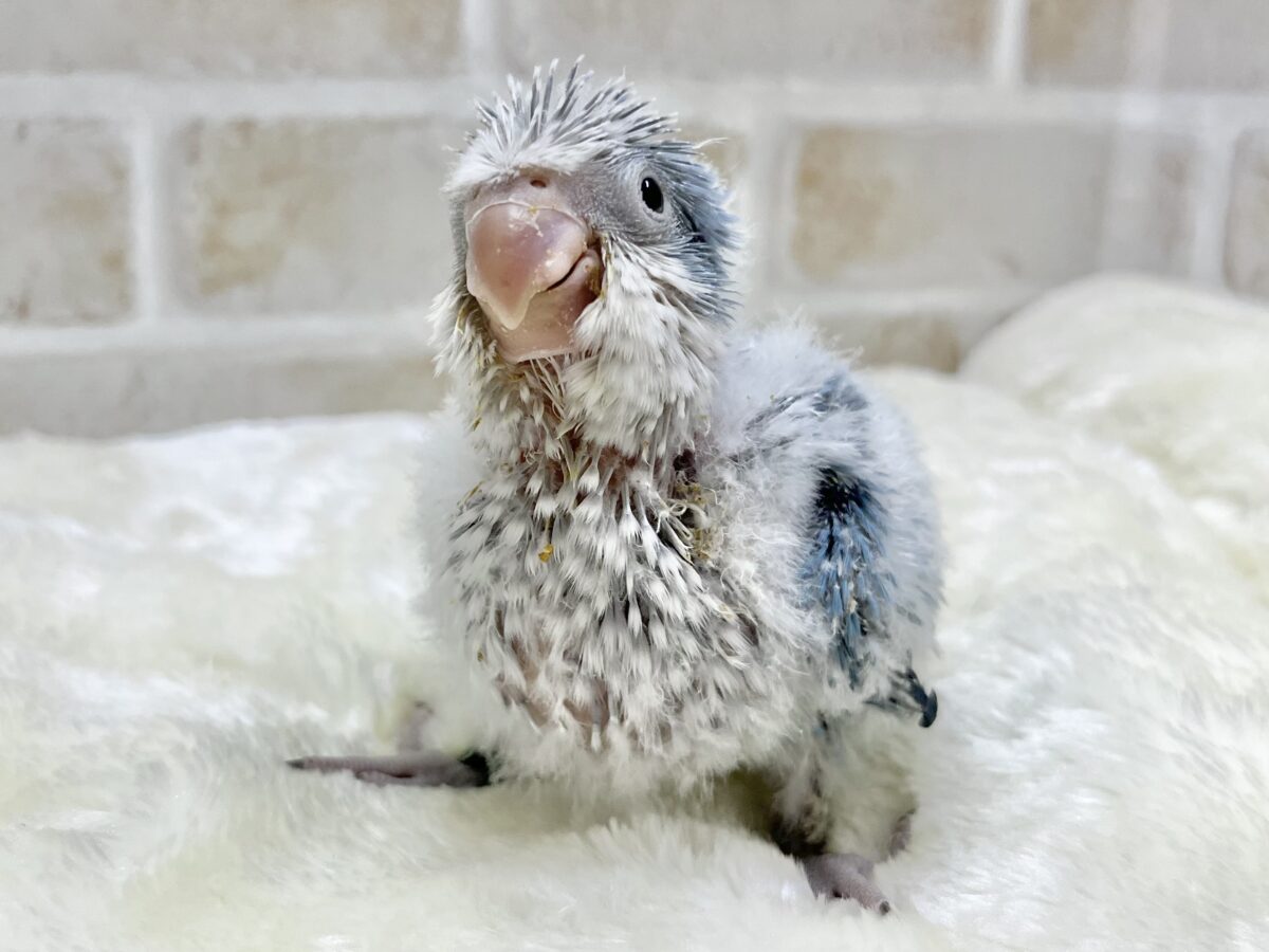 オキナインコ