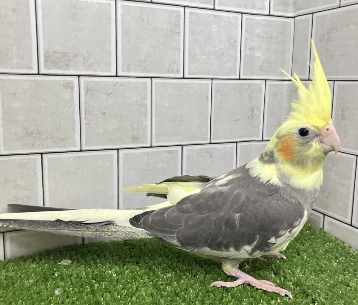 オカメインコ