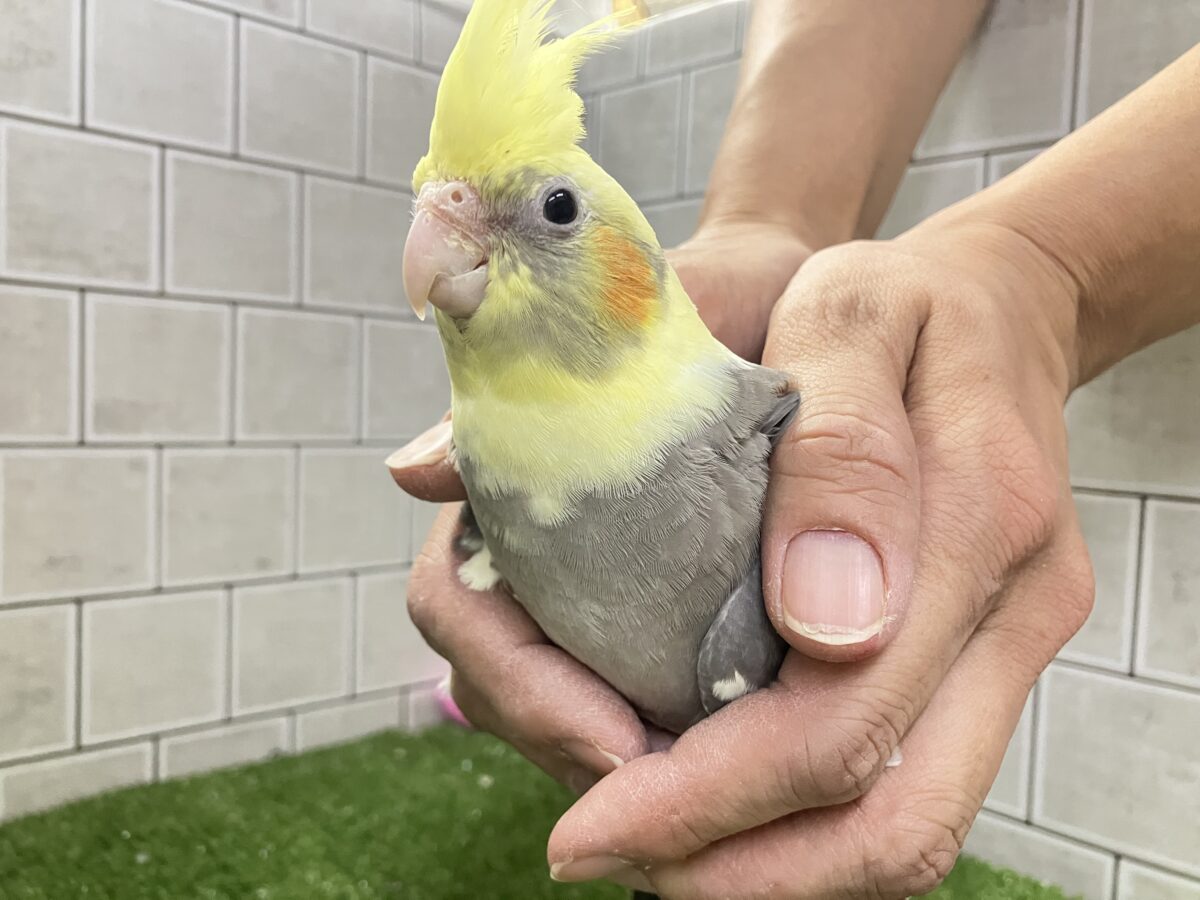 オカメインコ