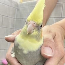 ﾌﾜﾓｺぷりん❕🍮寝グセがピッ！(✌︎  ॑꒳ ॑ ︎︎︎︎✌︎)オカメインコ(パイド/2026年3月生まれ)