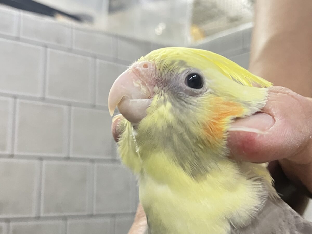 オカメインコ