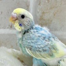 めちゃキュート🥰💕　セキセイインコ（パステルレインボーパイド）
