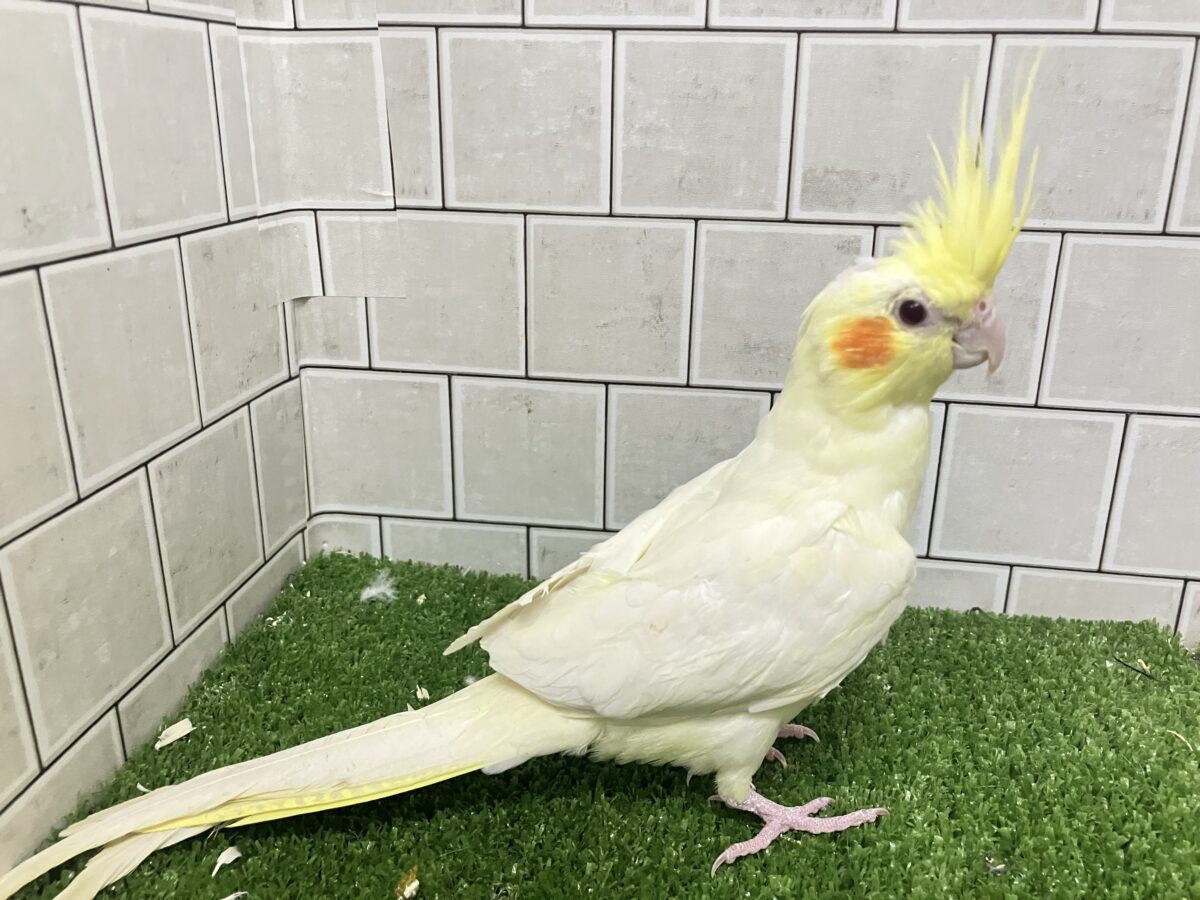 オカメインコルチノーさんの大きながま口♪ ❕ﾋﾞｯｸﾘgizagiza💥💥オカメインコ(ルチノー/2026年3月生まれ)