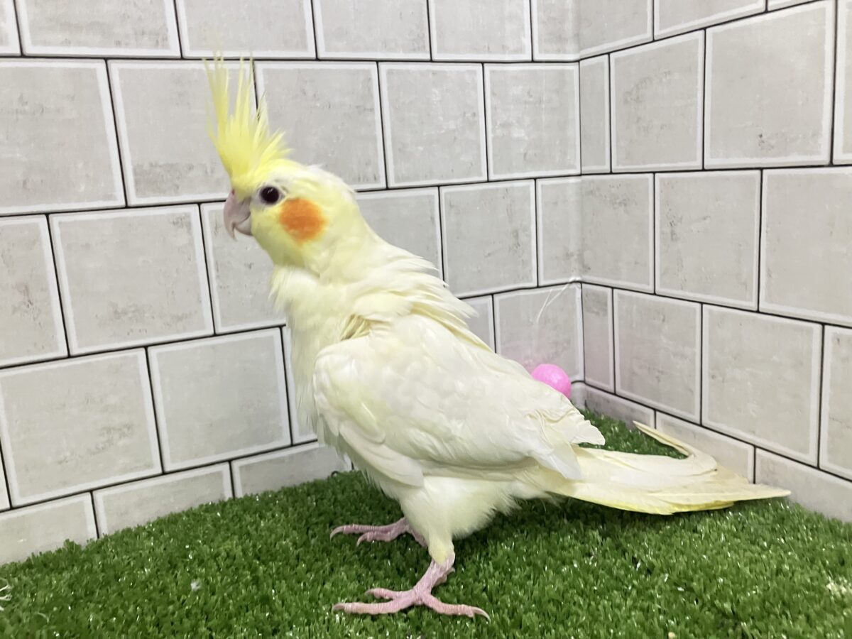 ❕ﾋﾞｯｸﾘgizagiza💥💥オカメインコ(ルチノー/2026年3月生まれ)