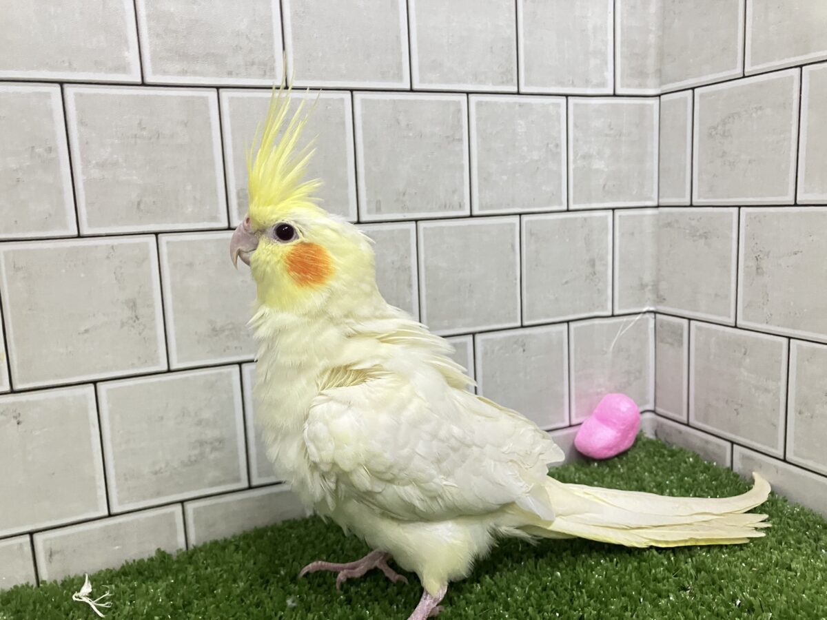 ❕ﾋﾞｯｸﾘgizagiza💥💥オカメインコ(ルチノー/2026年3月生まれ)