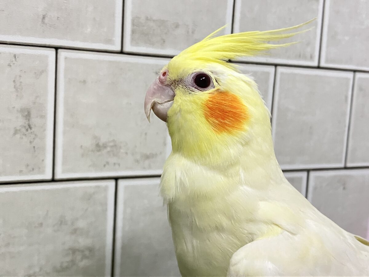 ❕ﾋﾞｯｸﾘgizagiza💥💥オカメインコ(ルチノー/2026年3月生まれ)