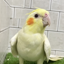 ❕ﾋﾞｯｸﾘgizagiza💥💥オカメインコ(ルチノー/2026年3月生まれ)