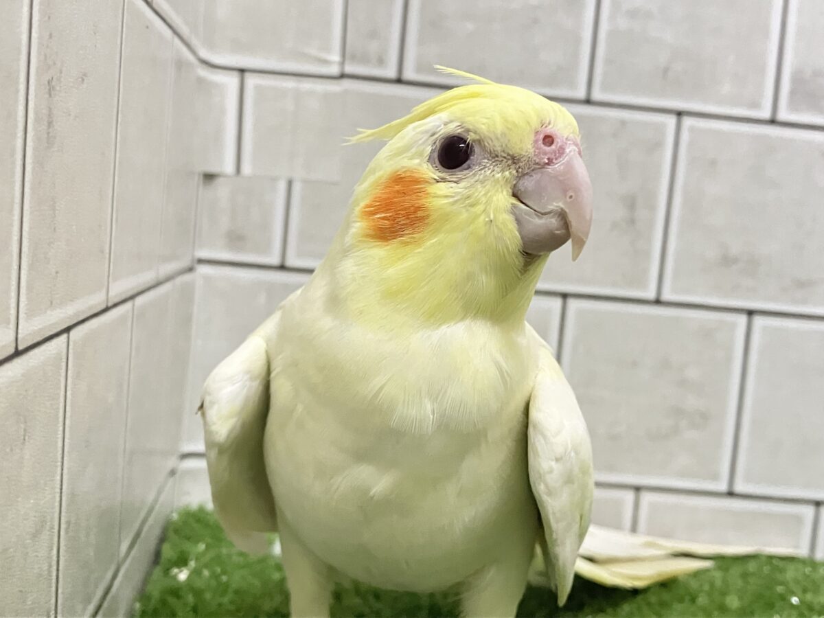 ❕ﾋﾞｯｸﾘgizagiza💥💥オカメインコ(ルチノー/2026年3月生まれ)