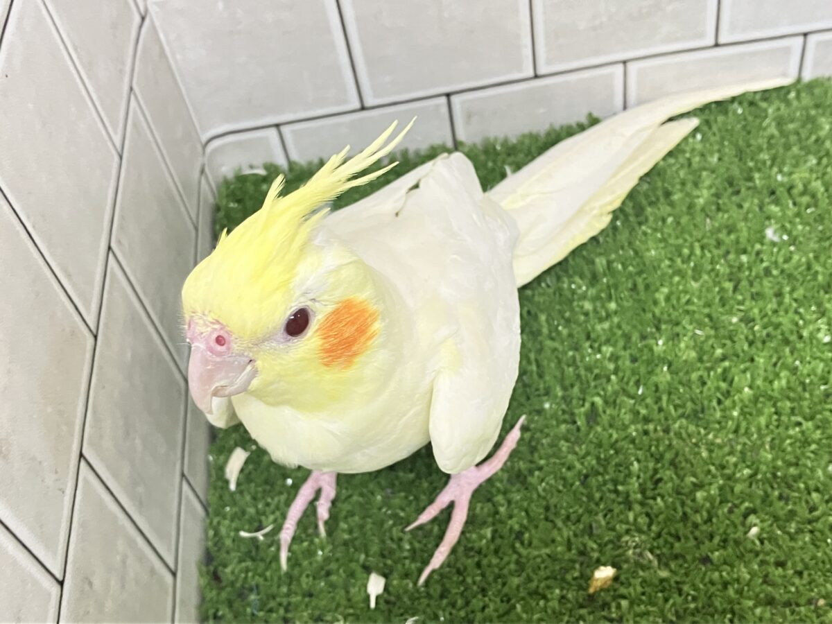 ❕ﾋﾞｯｸﾘgizagiza💥💥オカメインコ(ルチノー/2026年3月生まれ)