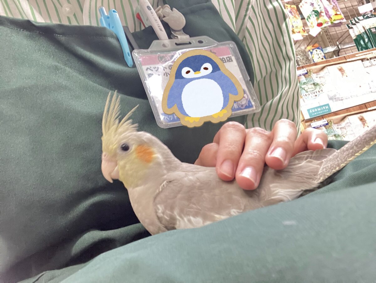 説明画像です