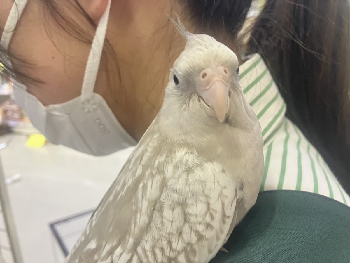 オカメインコ
