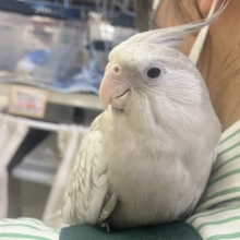 Sugarをぱっ🎀ひっそりボーダーライン┊︎❕┊︎オカメインコ(WFシナモンパール/2026年3月生まれ)