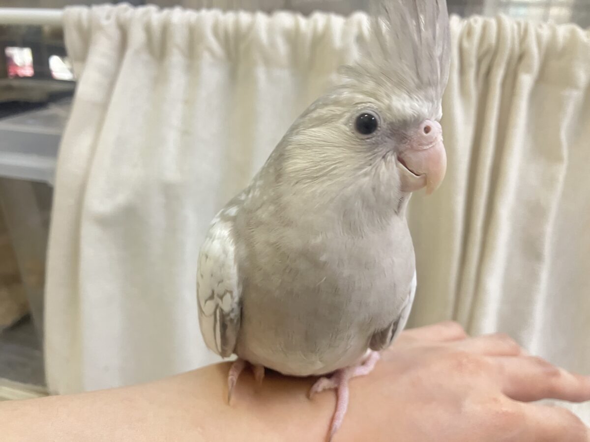 オカメインコ