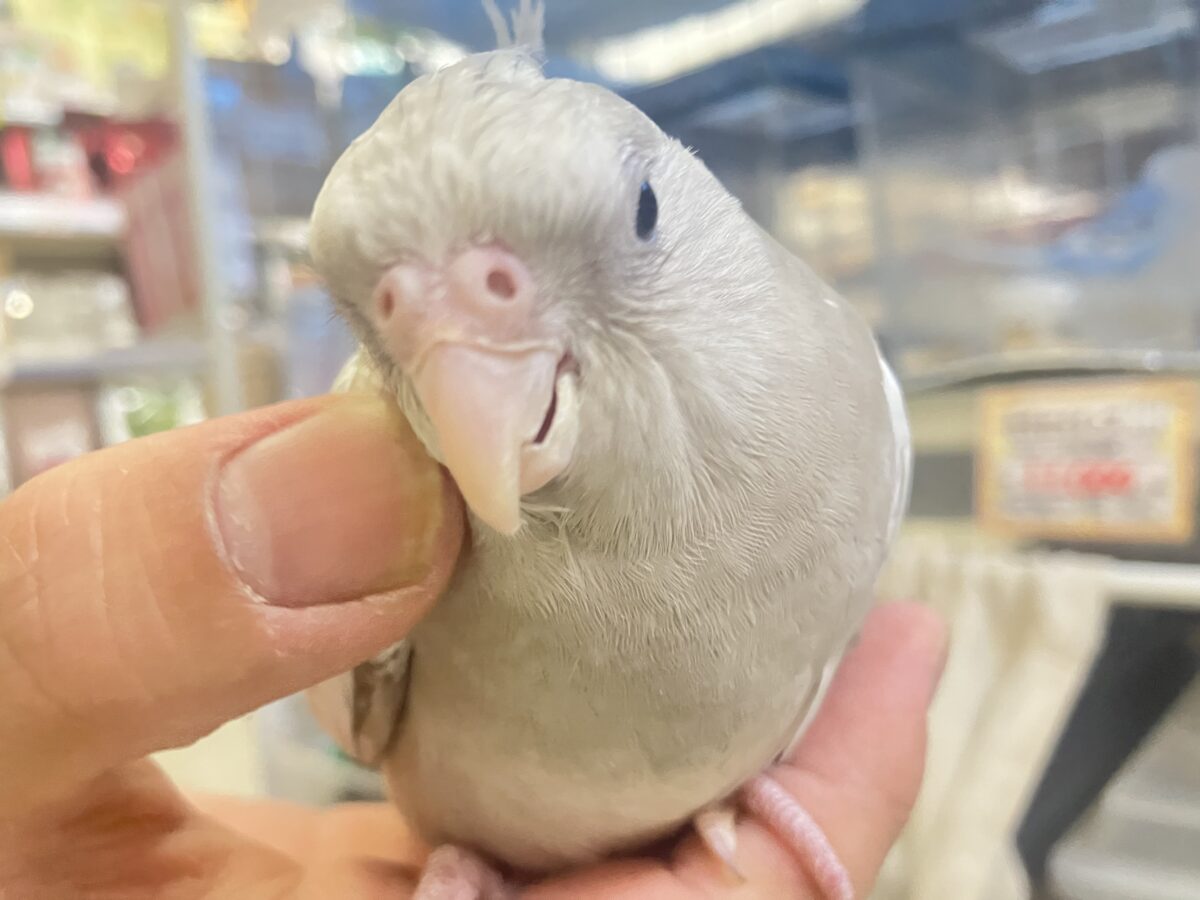オカメインコ