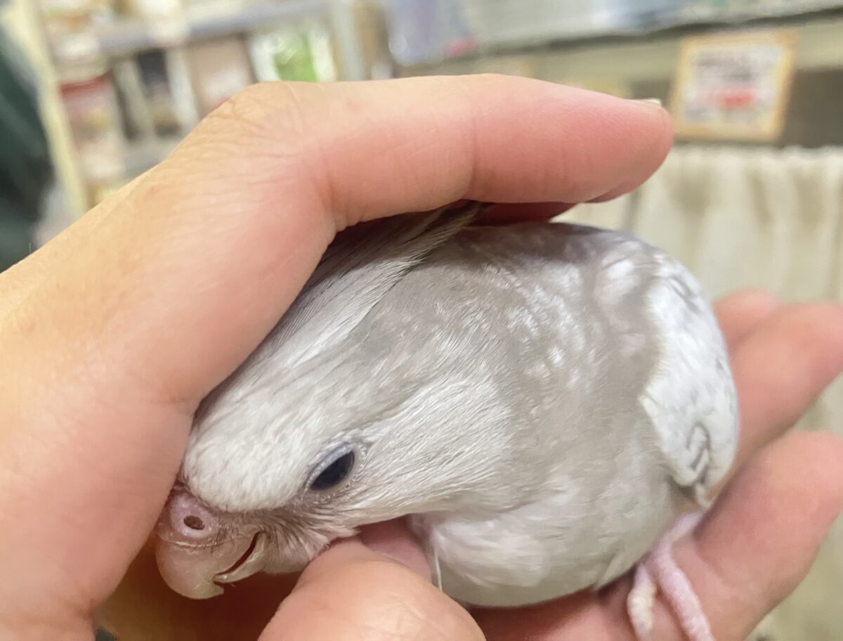 オカメインコ