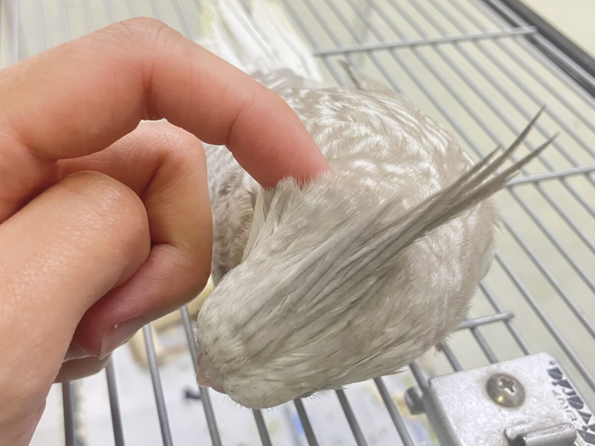 オカメインコ