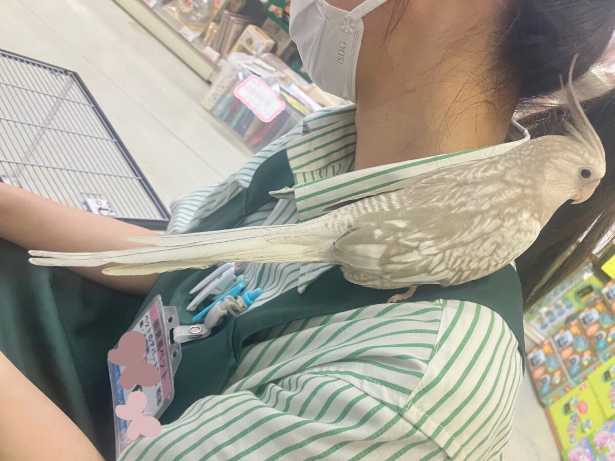 オカメインコ