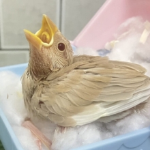 抜け感って…大事だよねっ🧸🍪シナモン文鳥(2026年4月生まれ)
