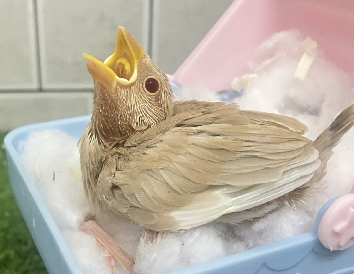 抜け感って…大事だよねっ🧸🍪シナモン文鳥(2026年4月生まれ)