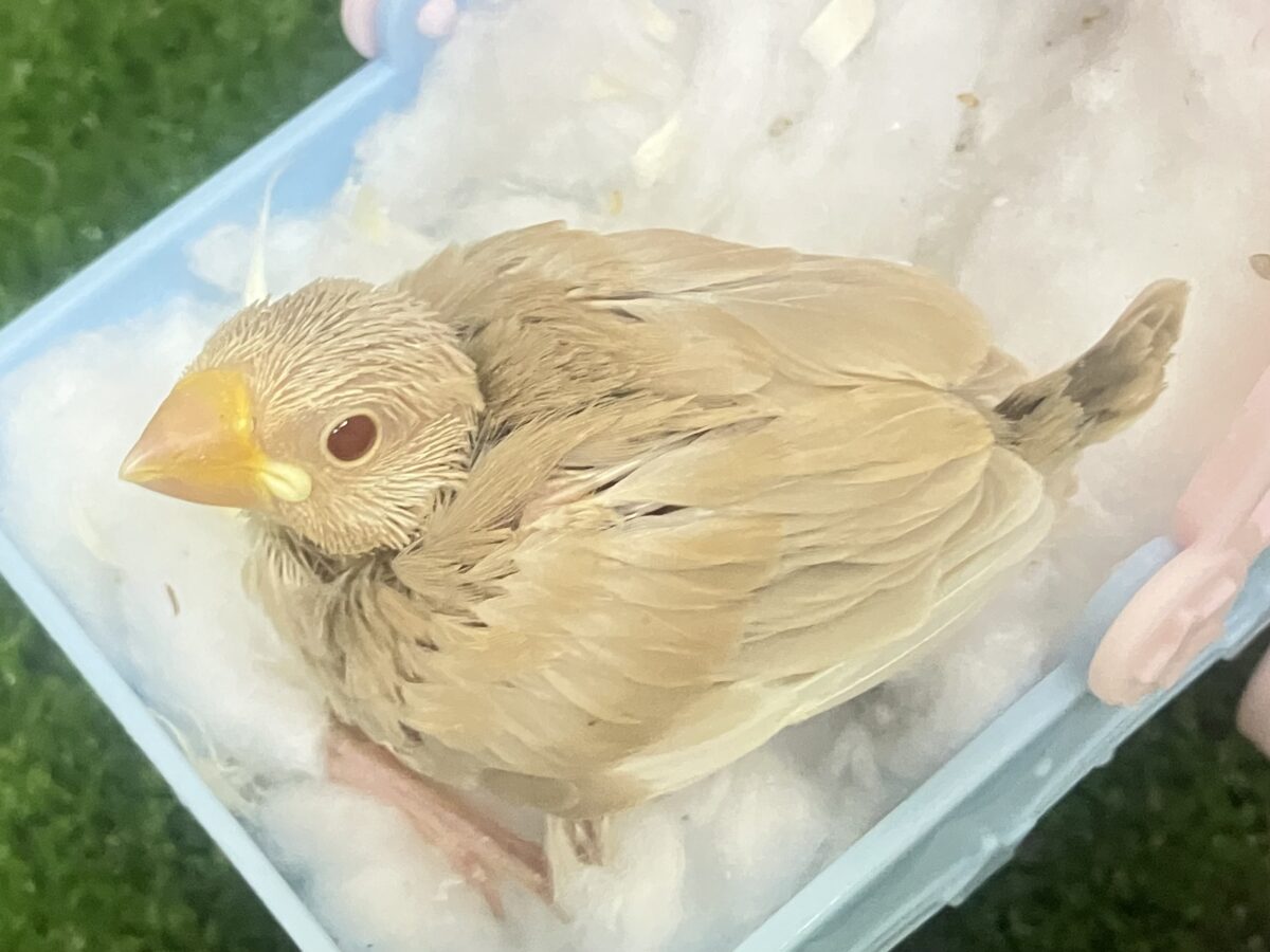 抜け感って…大事だよねっ🧸🍪シナモン文鳥(2026年4月生まれ) シナモン文鳥