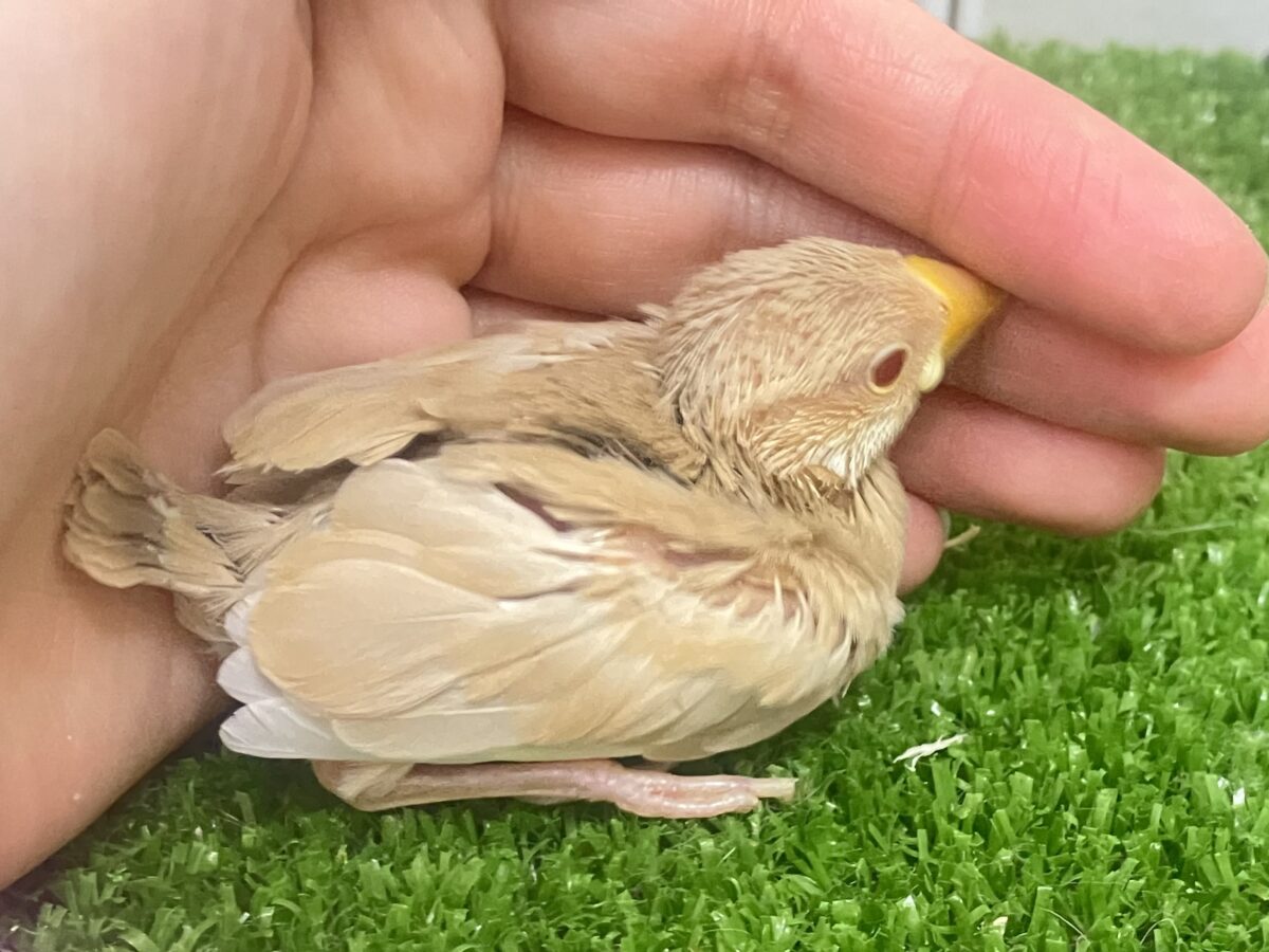 抜け感って…大事だよねっ🧸🍪シナモン文鳥(2026年4月生まれ) シナモン文鳥