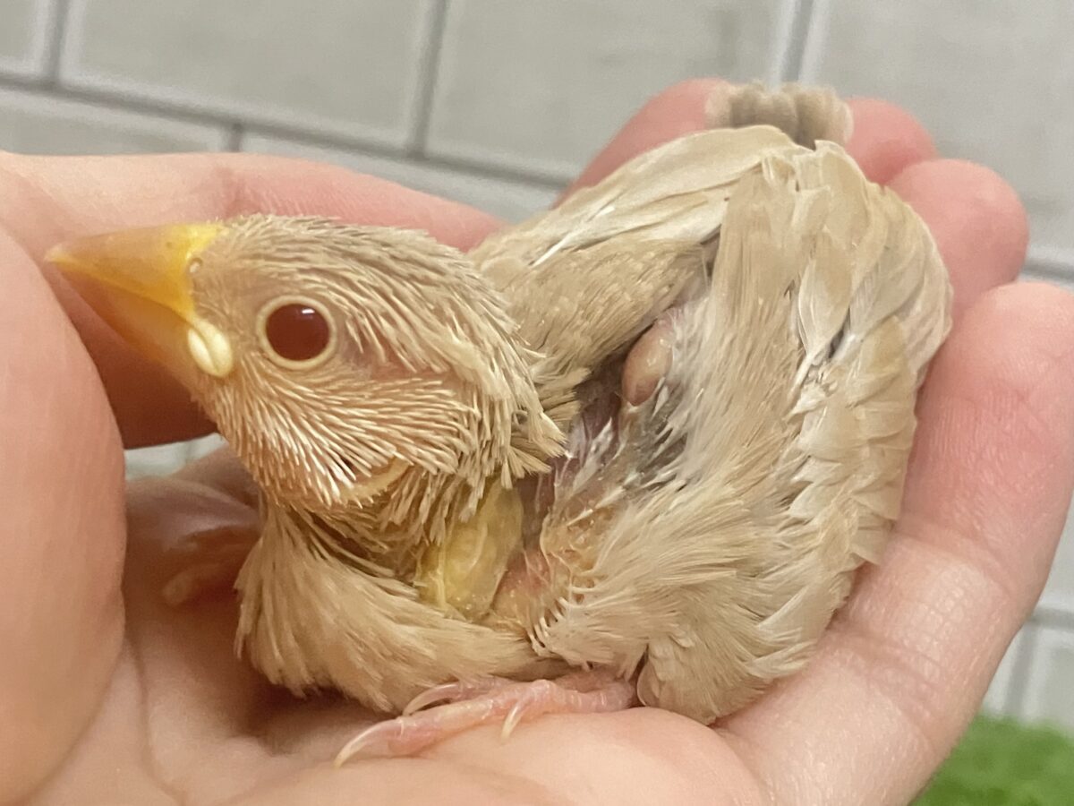抜け感って…大事だよねっ🧸🍪シナモン文鳥(2026年4月生まれ) シナモン文鳥