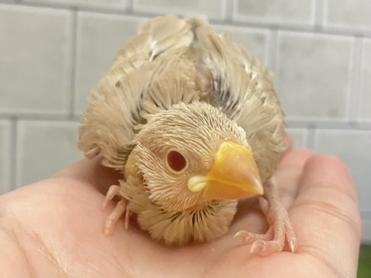シナモン文鳥