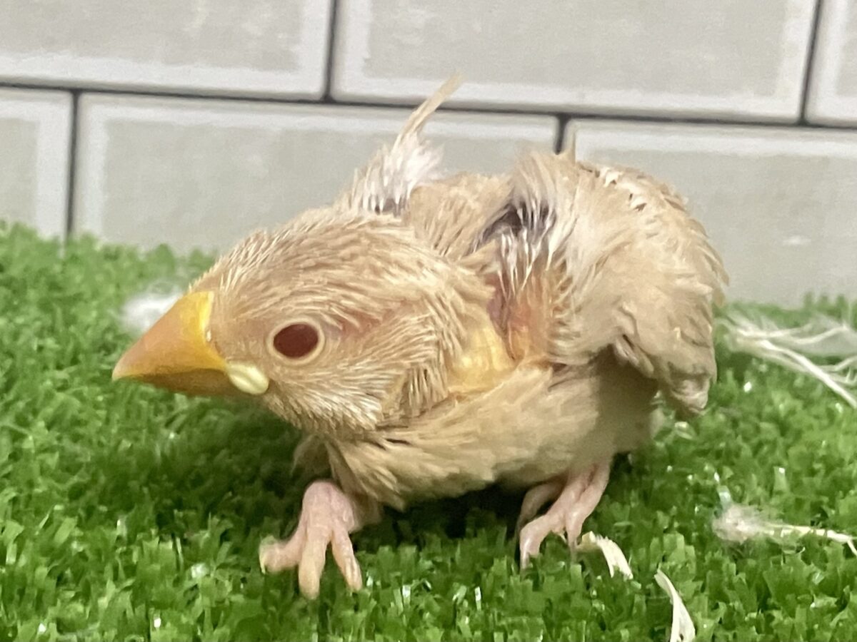 シナモン文鳥