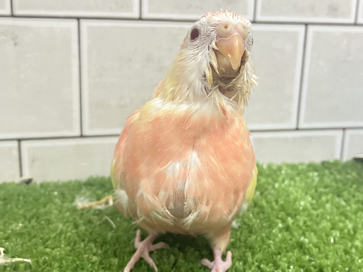 アキクサインコ（秋草インコ）