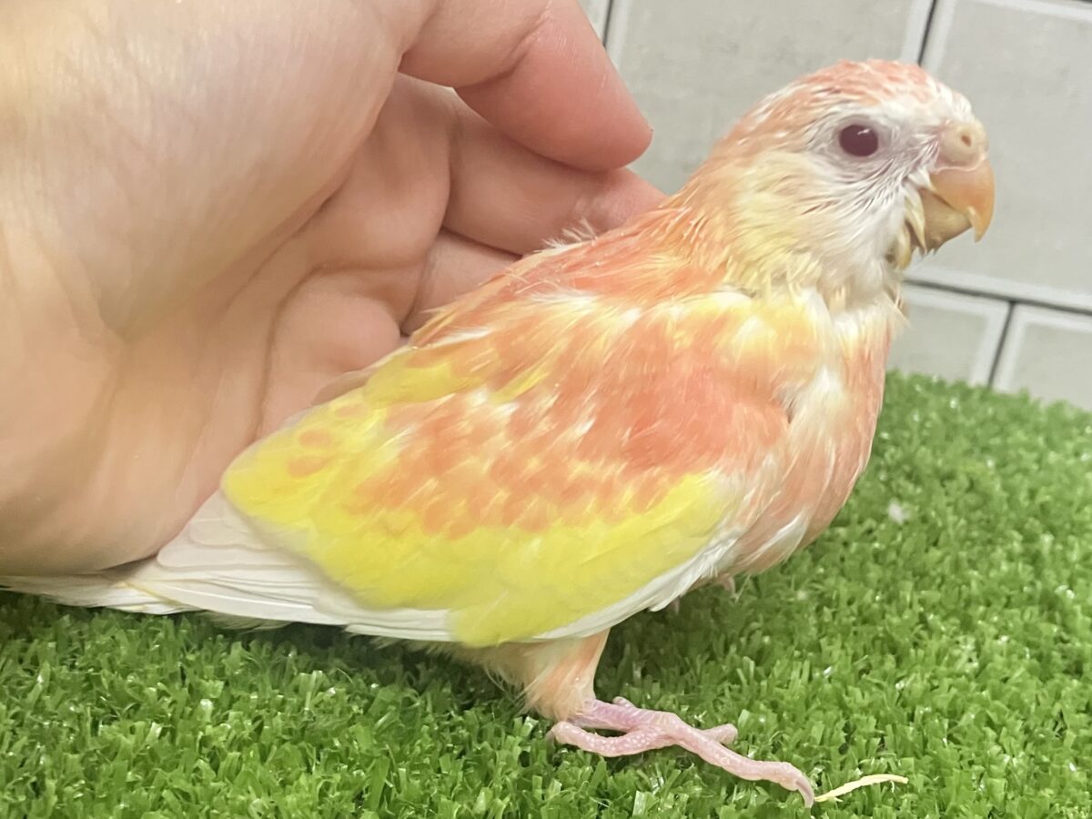 アキクサインコ（秋草インコ）