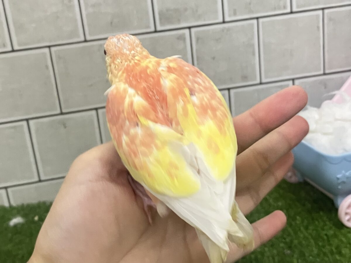 アキクサインコ（秋草インコ）