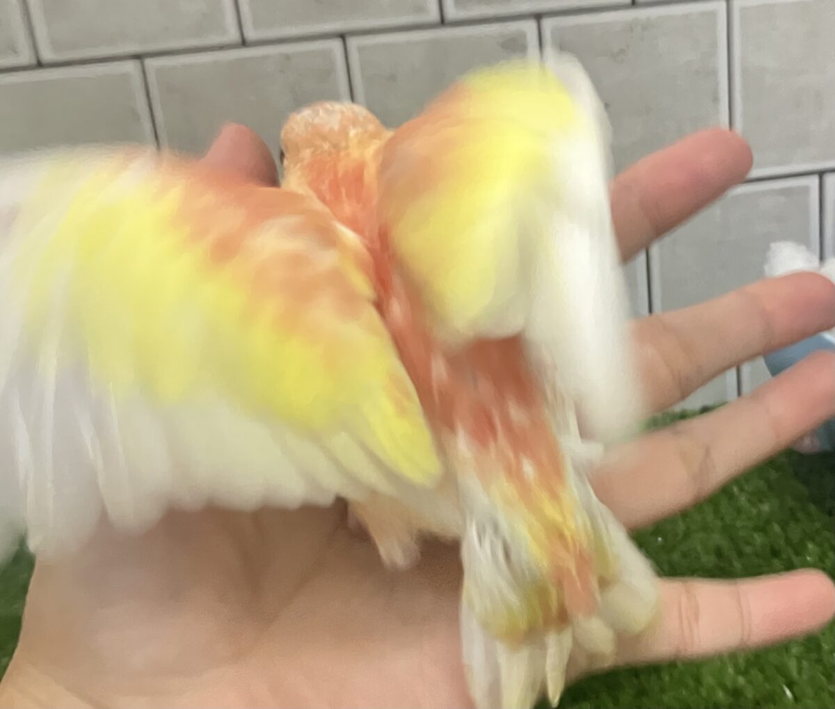 アキクサインコ（秋草インコ）