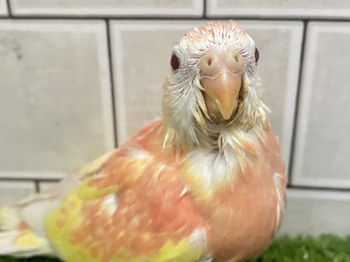 アキクサインコ（秋草インコ）