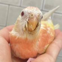 ✨最新画像✨ﾌｽﾌｽ🌸⋆*ぴちぴちピーチメルバ🍑🍰アキクサインコ(ルビノー/2026年4月生まれ)