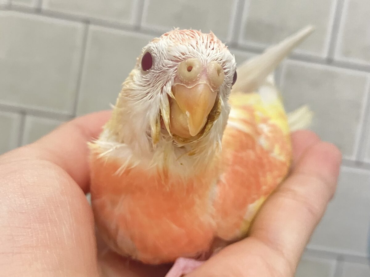 ✨最新画像✨ﾌｽﾌｽ🌸⋆*ぴちぴちピーチメルバ🍑🍰アキクサインコ(ルビノー/2026年4月生まれ)