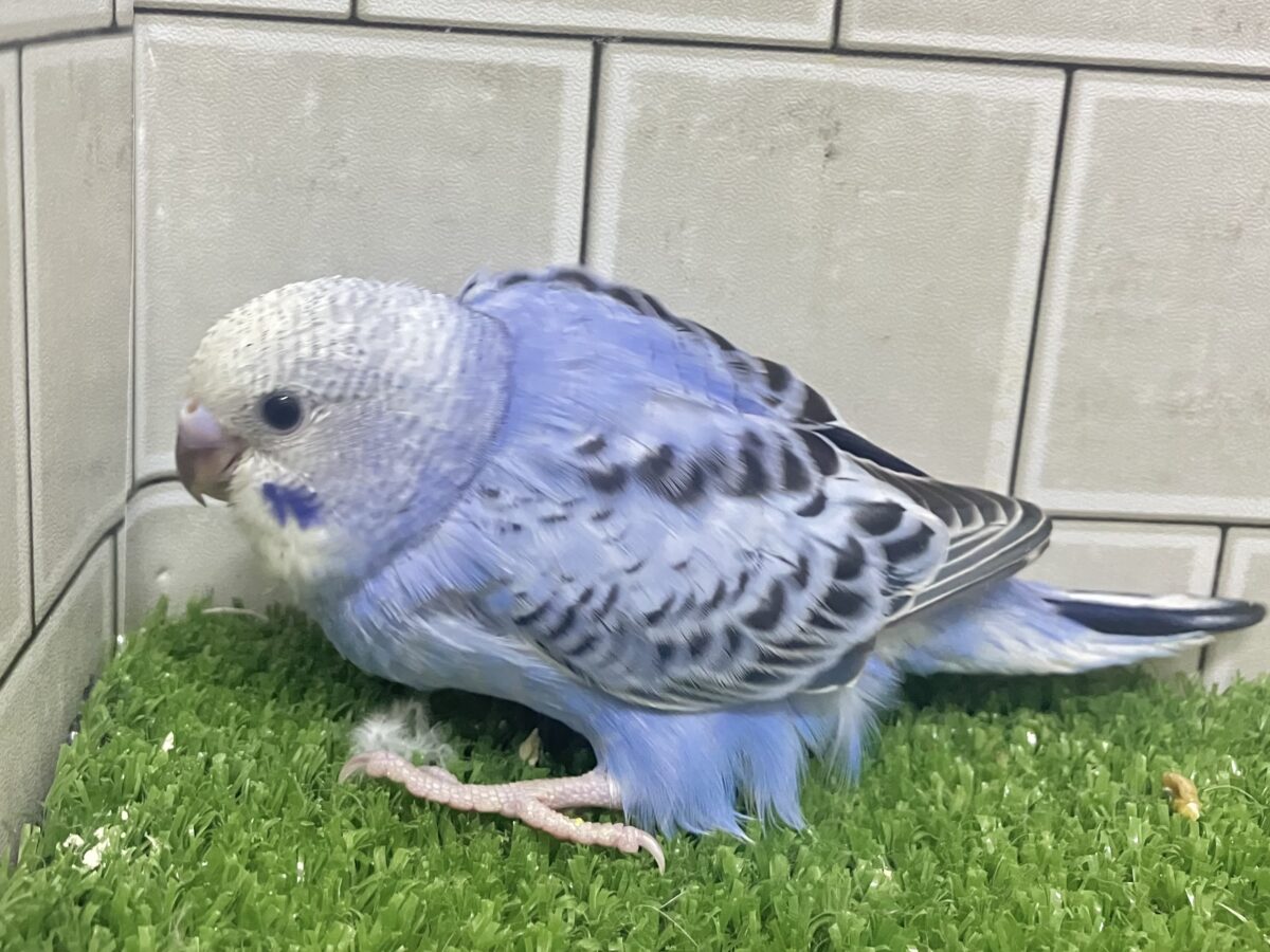 ✨最新画像✨milk追加っ✩.*ぶる〜べりぃシェイク🥤セキセイインコ(ブルーオパーリン/2026年4月生まれ) セキセイインコ