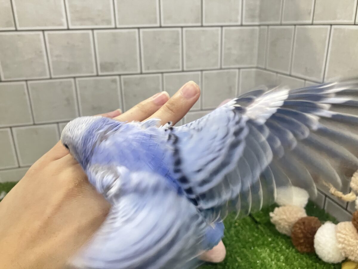 ✨最新画像✨milk追加っ✩.*ぶる〜べりぃシェイク🥤セキセイインコ(ブルーオパーリン/2026年4月生まれ) セキセイインコ