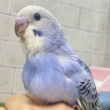 ✨最新画像✨milk追加っ✩.*ぶる〜べりぃシェイク🥤セキセイインコ(ブルーオパーリン/2026年4月生まれ)
