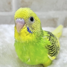つぶらなひとみ…🐥✨✨　セキセイインコ（パイド）