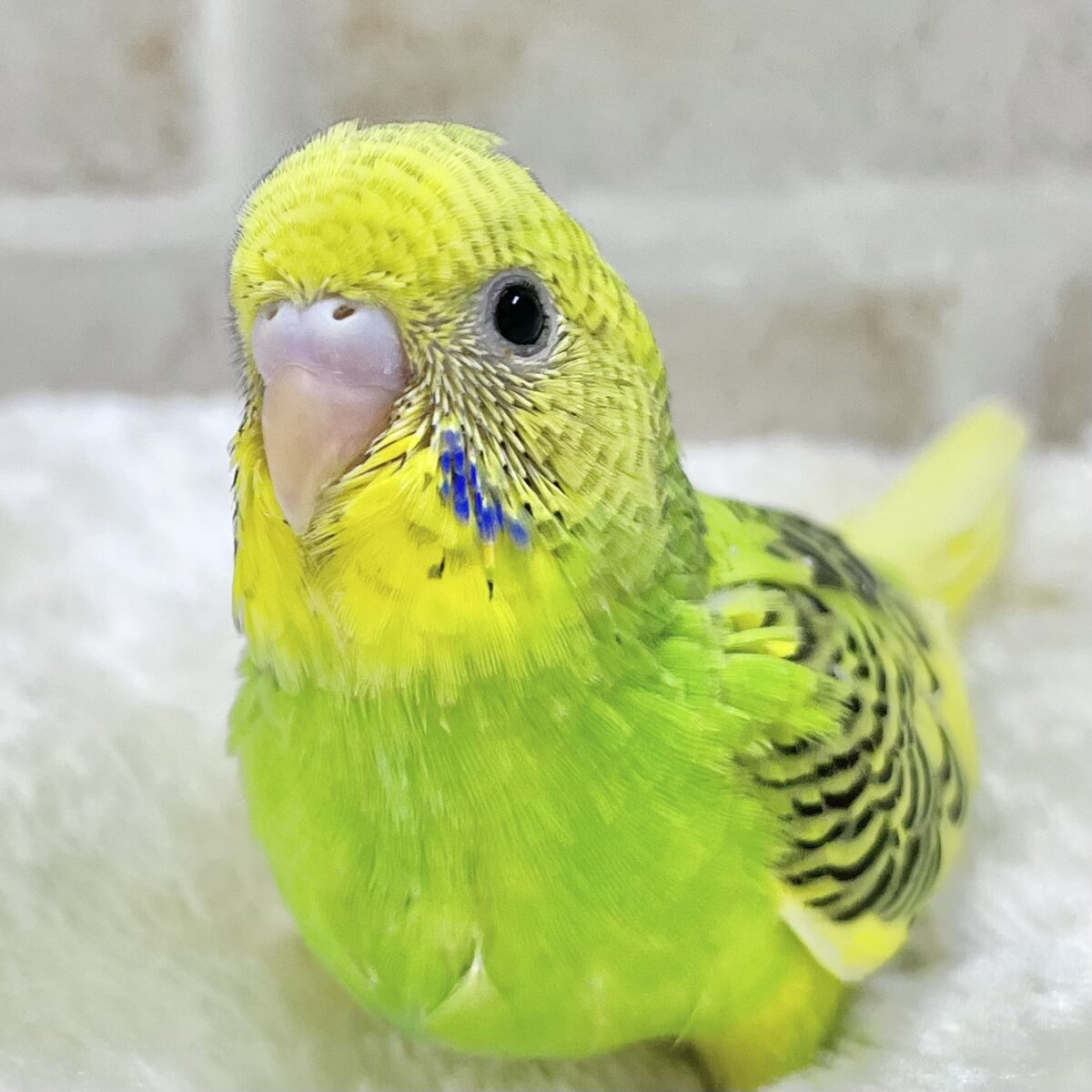 つぶらなひとみ…🐥✨✨　セキセイインコ（パイド）