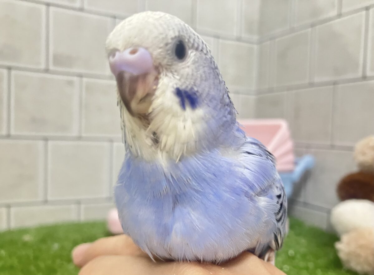 ✨最新画像✨milk追加っ✩.*ぶる〜べりぃシェイク🥤セキセイインコ(ブルーオパーリン/2026年4月生まれ) セキセイインコ