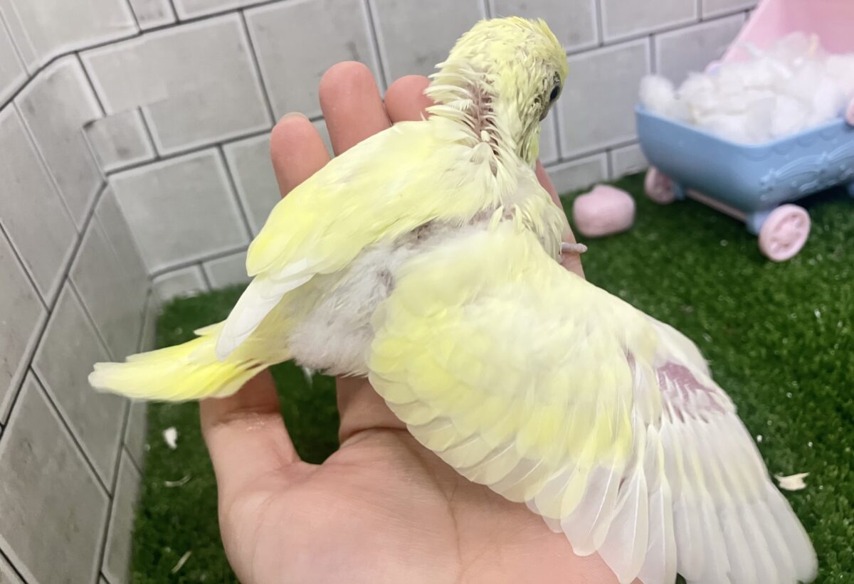 セキセイインコ