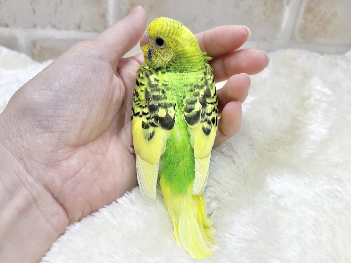 セキセイインコ