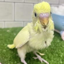 ✨最新画像✨優しみ〜🧁カスタードだぁ〜いすき🍯🧸❕セキセイインコ(クリーム/2026年4月生まれ)
