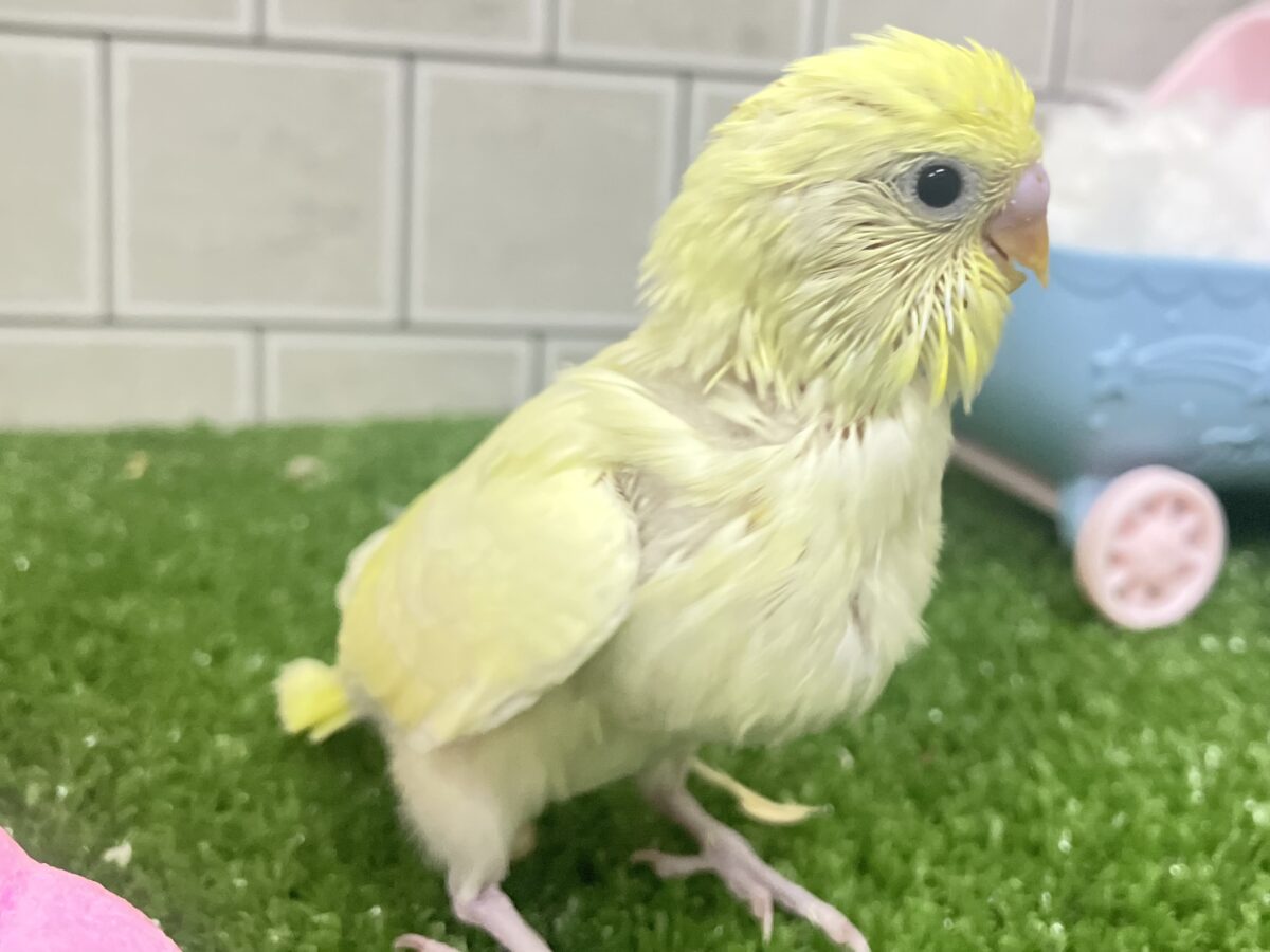 セキセイインコ