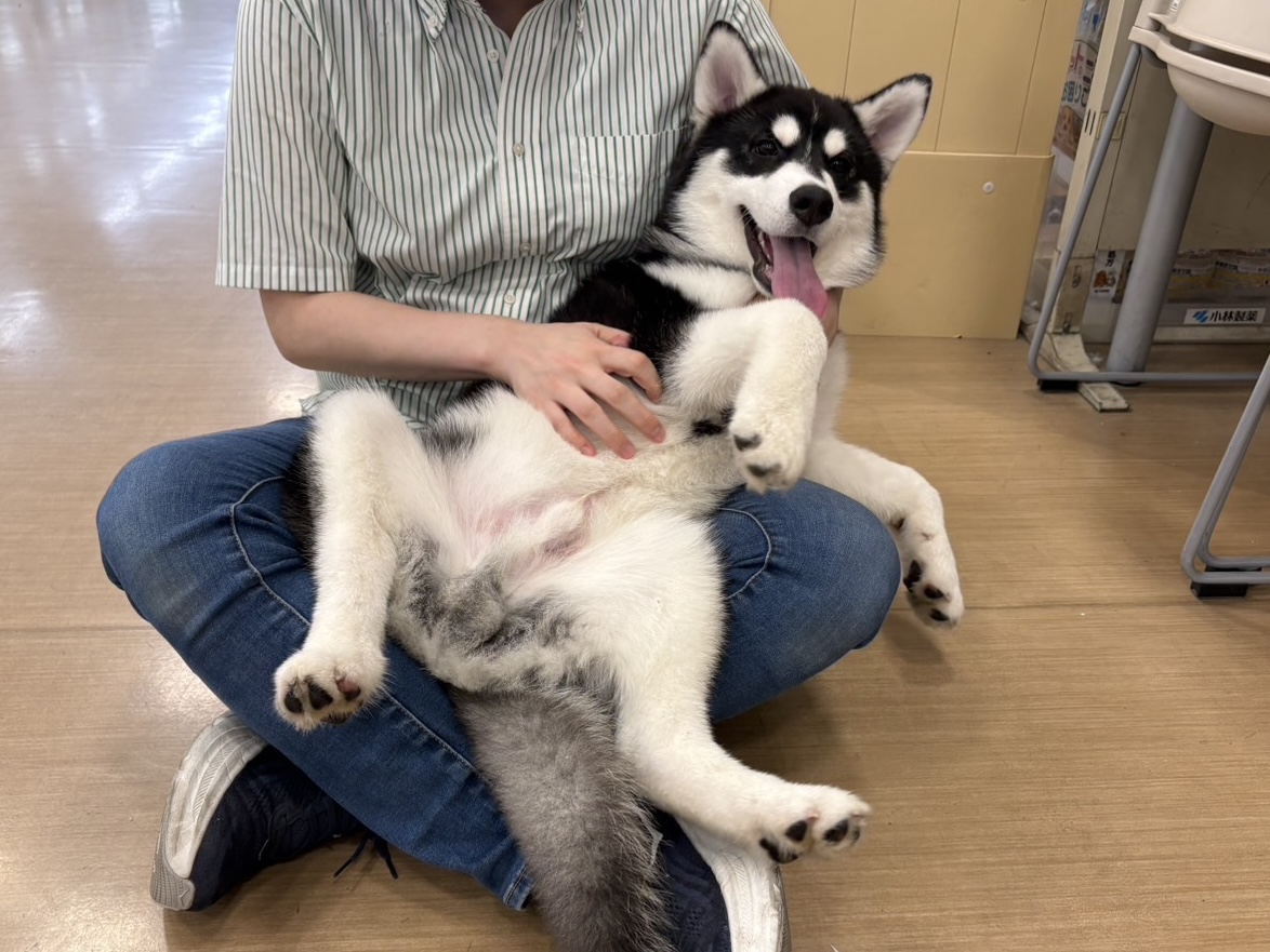 シベリアンハスキー