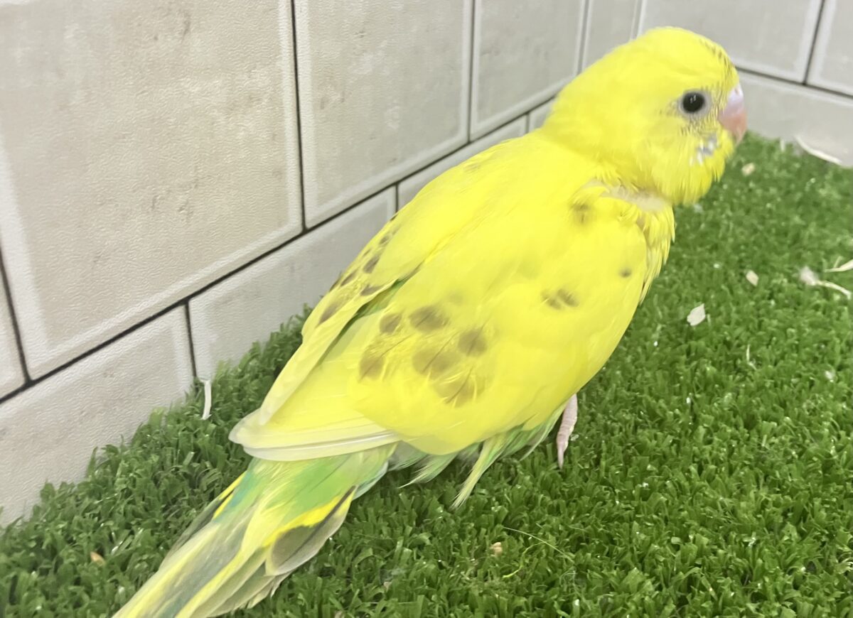 セキセイインコ