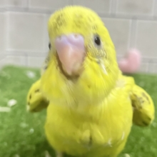 ✨最新画像✨ぽやぁ💭🎀潤いの雫ﾎﾟﾀｯ✨️🖌セキセイインコ(イエローハルクイン/2026年4月生まれ)